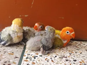 4 pieces baby lovebird
