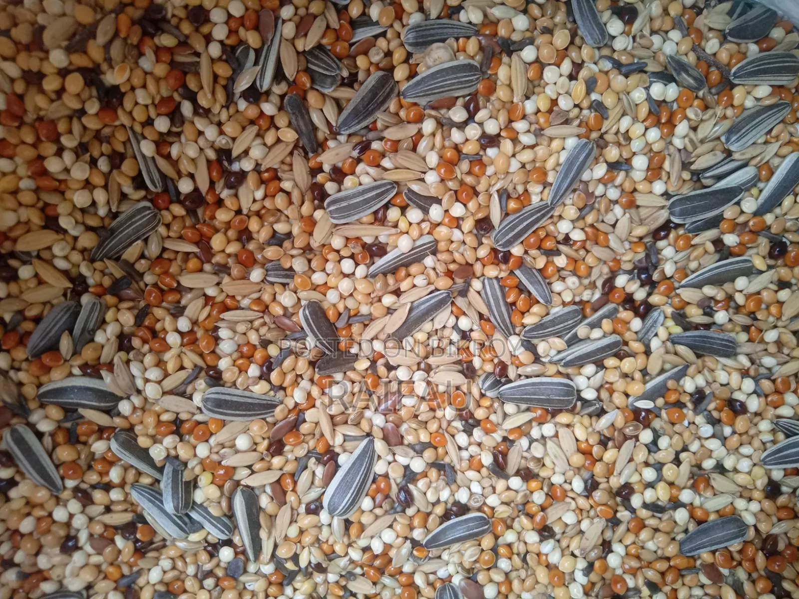 Special Seed Mix