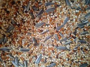 Special Seed Mix