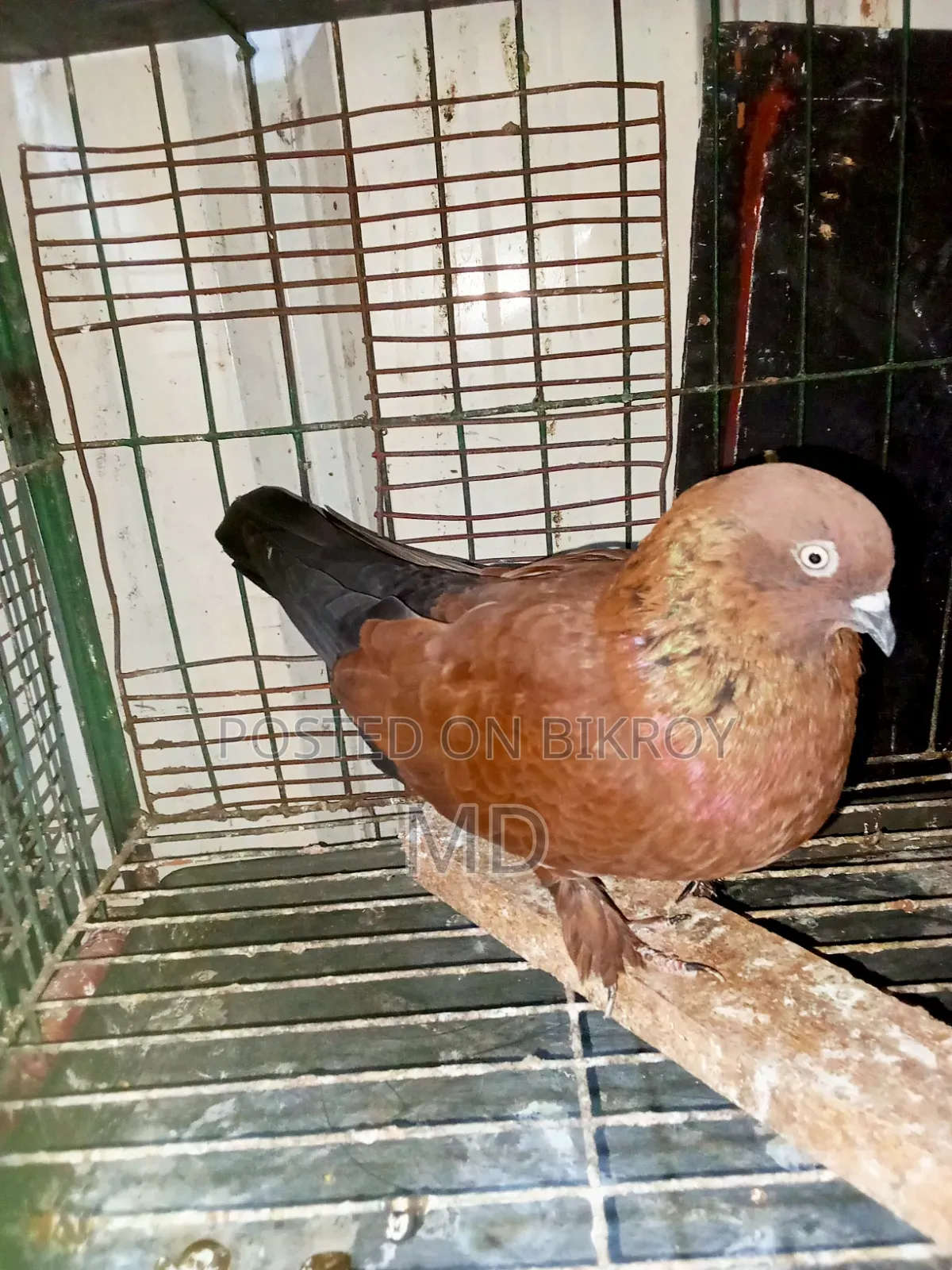 A pair of master pair pigeons with laying eggs for sale