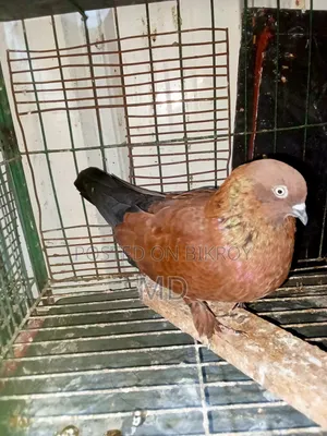 A pair of master pair pigeons with laying eggs for sale