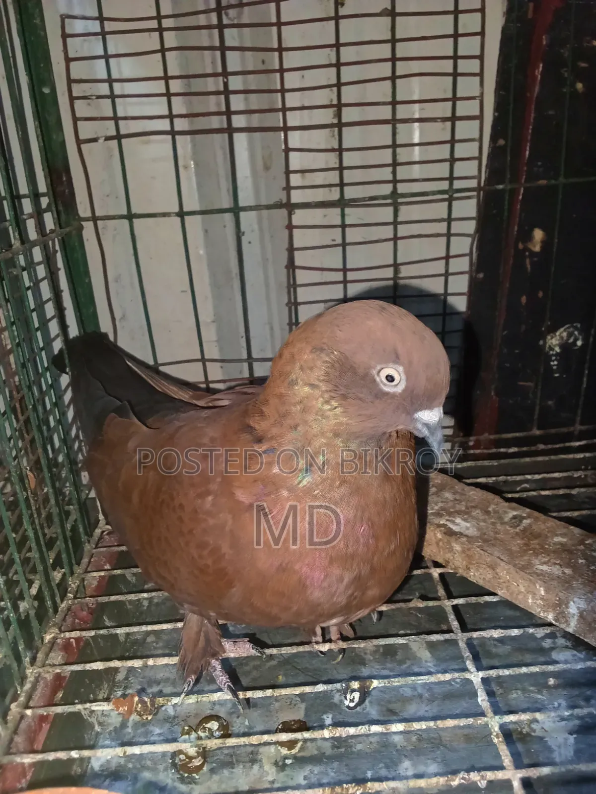 A pair of master pair pigeons with laying eggs for sale