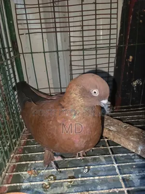 A pair of master pair pigeons with laying eggs for sale
