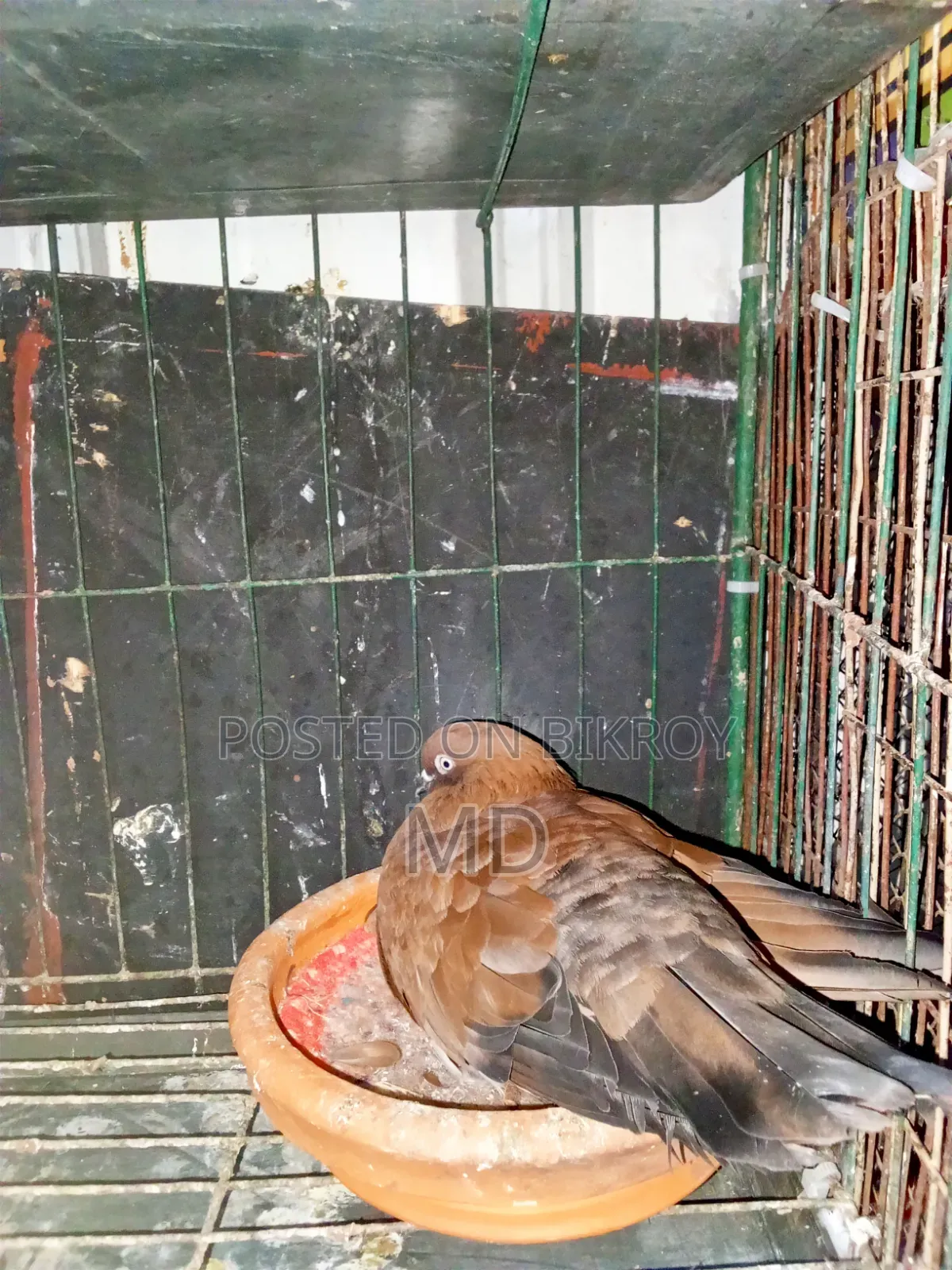 A pair of master pair pigeons with laying eggs for sale