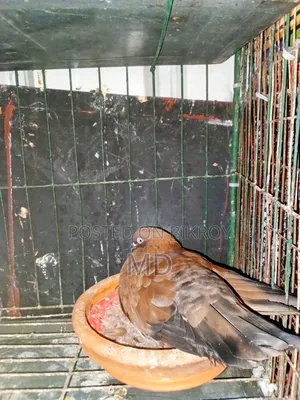 A pair of master pair pigeons with laying eggs for sale