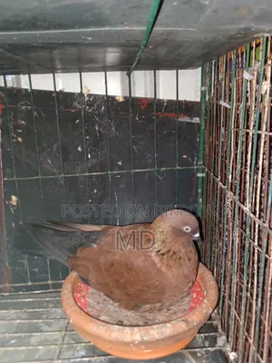 A pair of master pair pigeons with laying eggs for sale