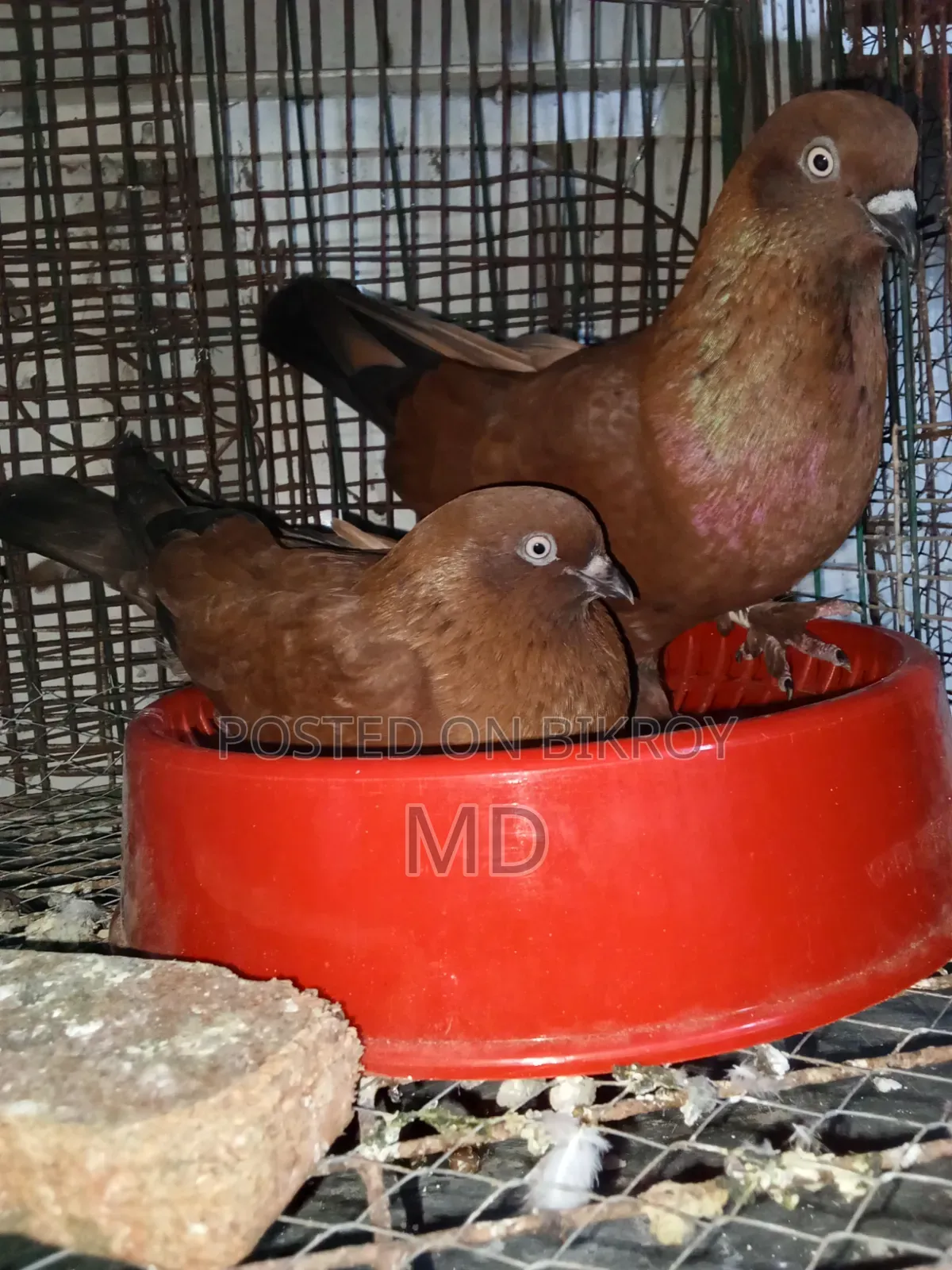 A pair of master pair pigeons with laying eggs for sale