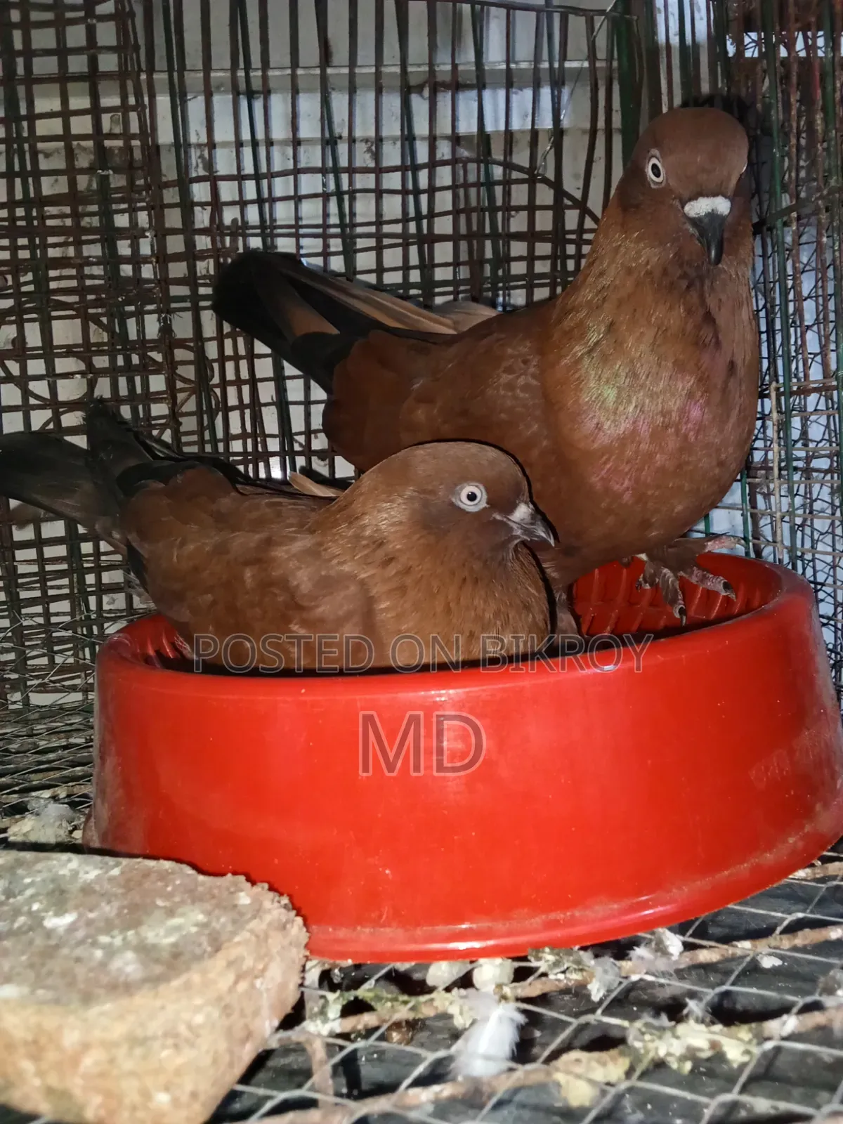 A pair of master pair pigeons with laying eggs for sale