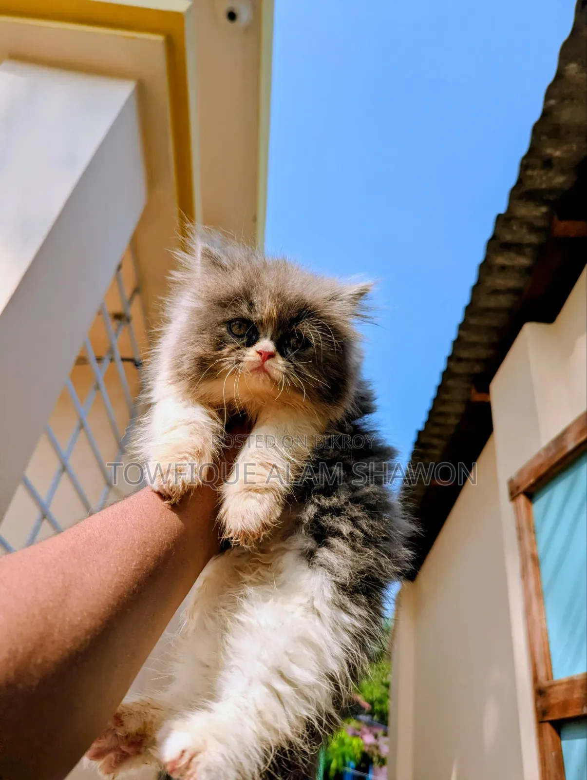 1-3 months Female Purebred Persian
