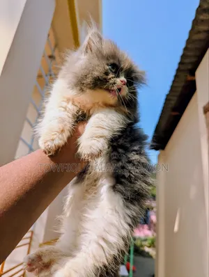 1-3 months Female Purebred Persian