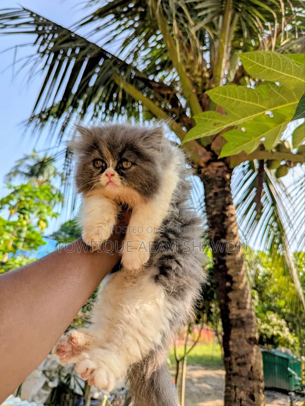 1-3 months Female Purebred Persian