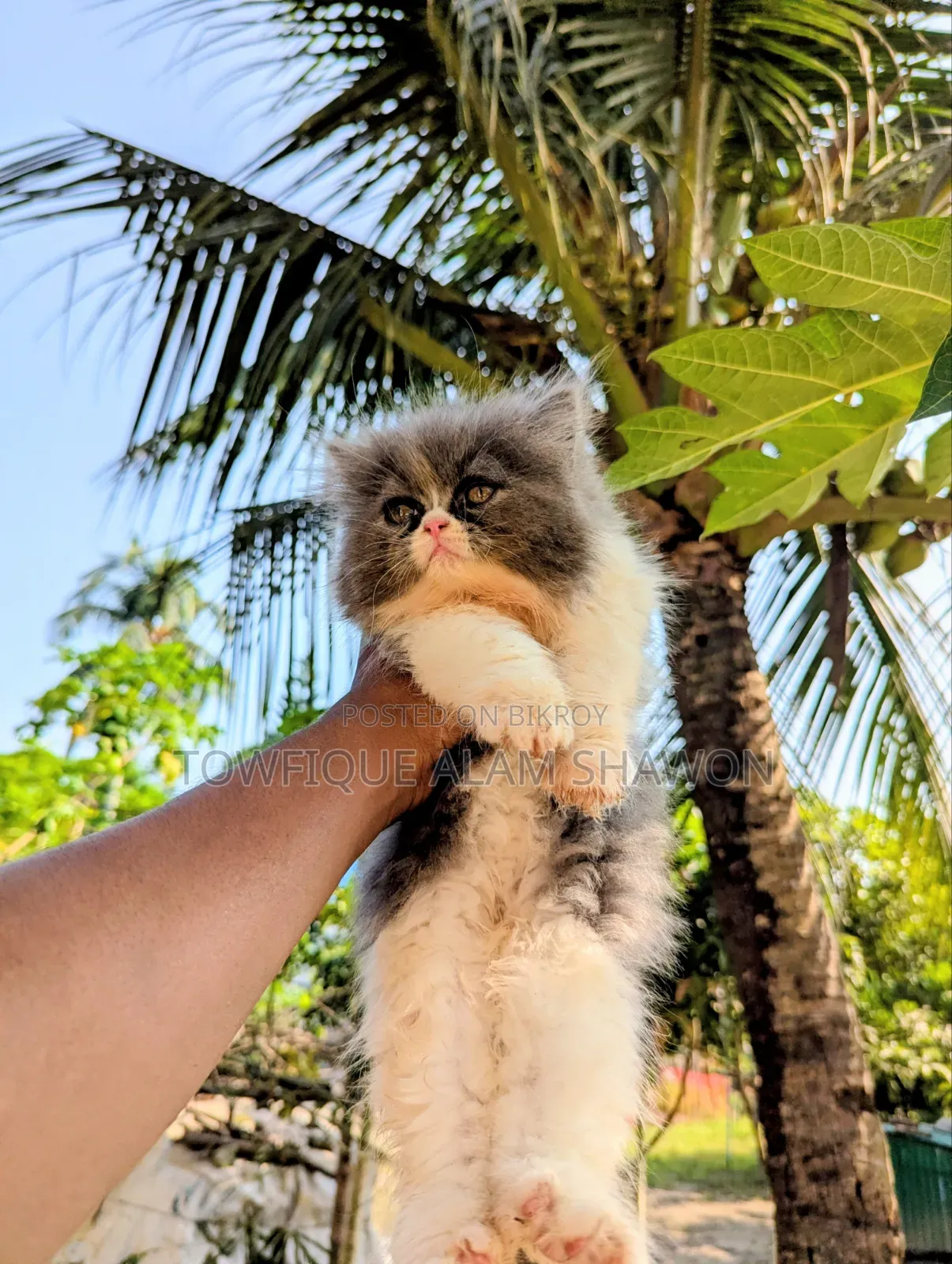1-3 months Female Purebred Persian