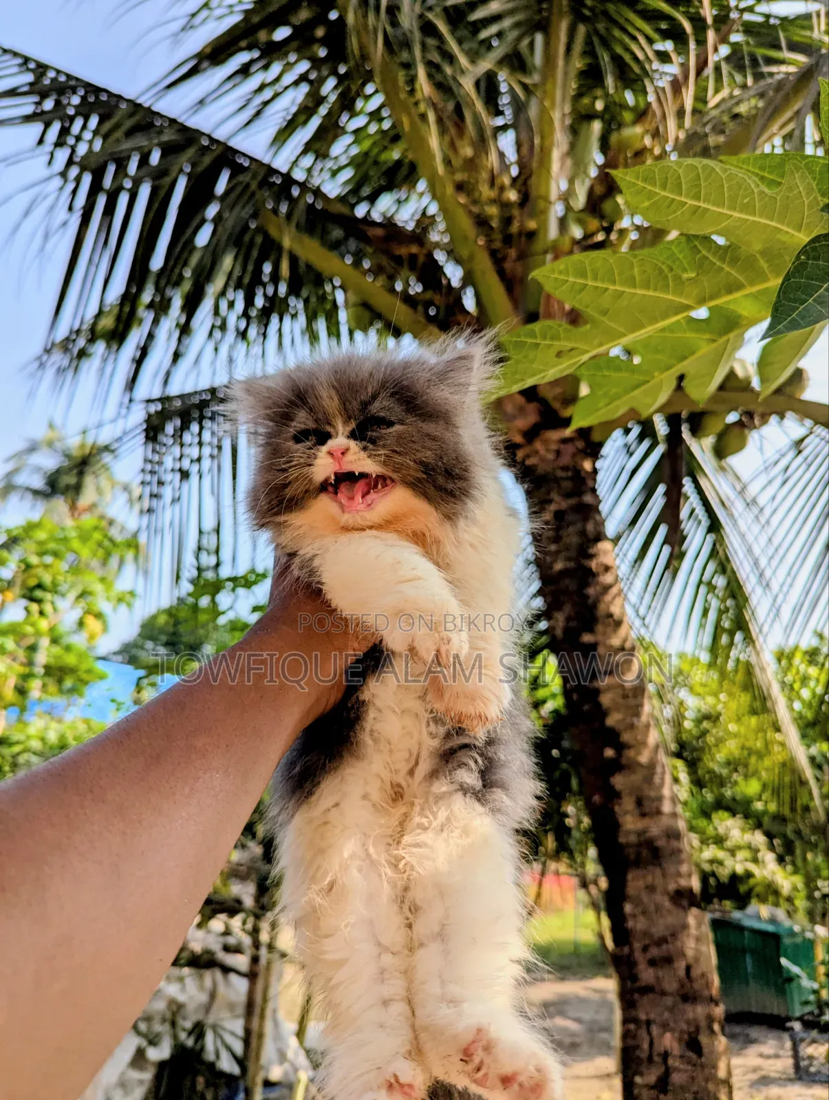 1-3 months Female Purebred Persian
