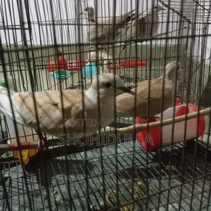 Australian Dove