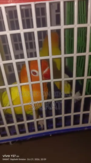 Lovebird