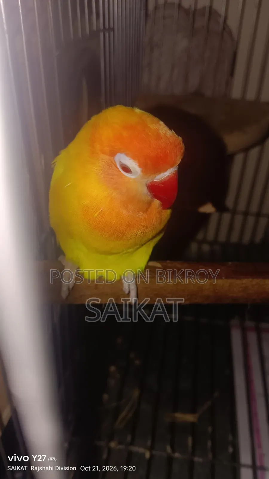 Lovebird