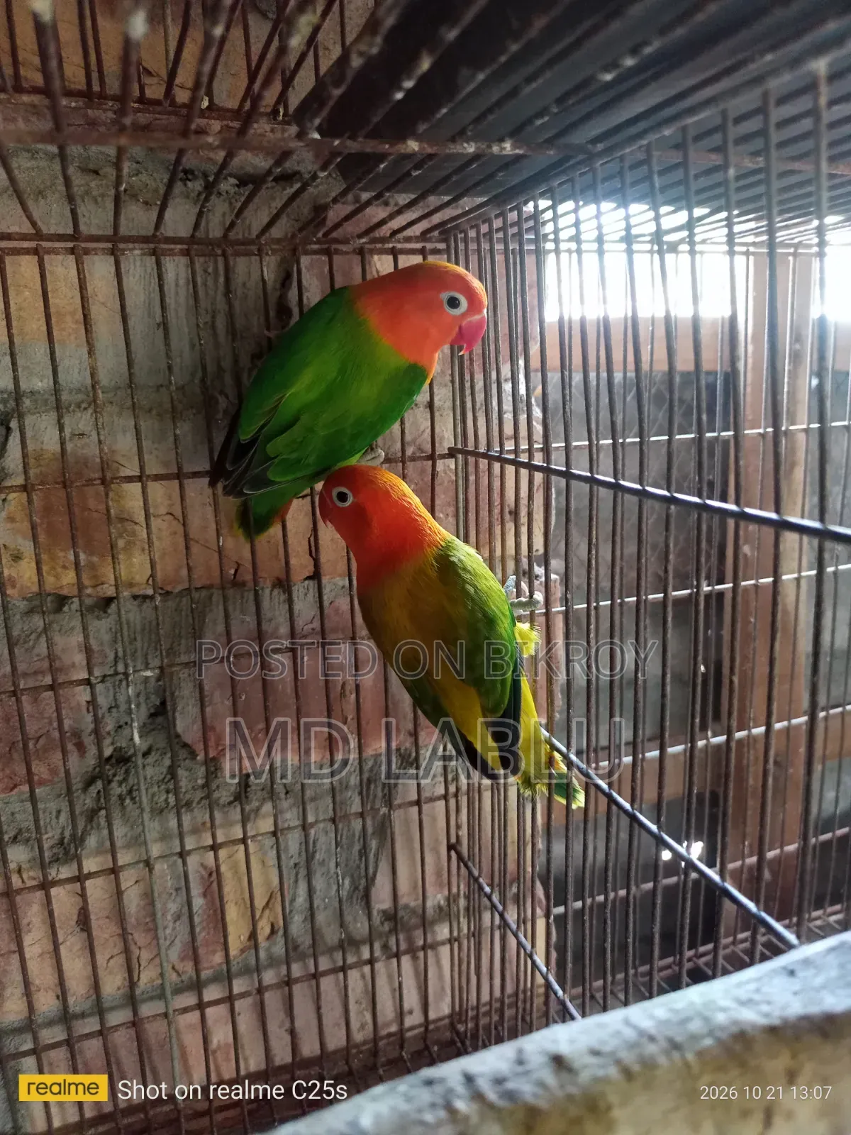 Running Love Bird