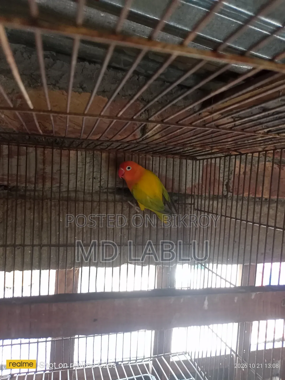 Running Love Bird