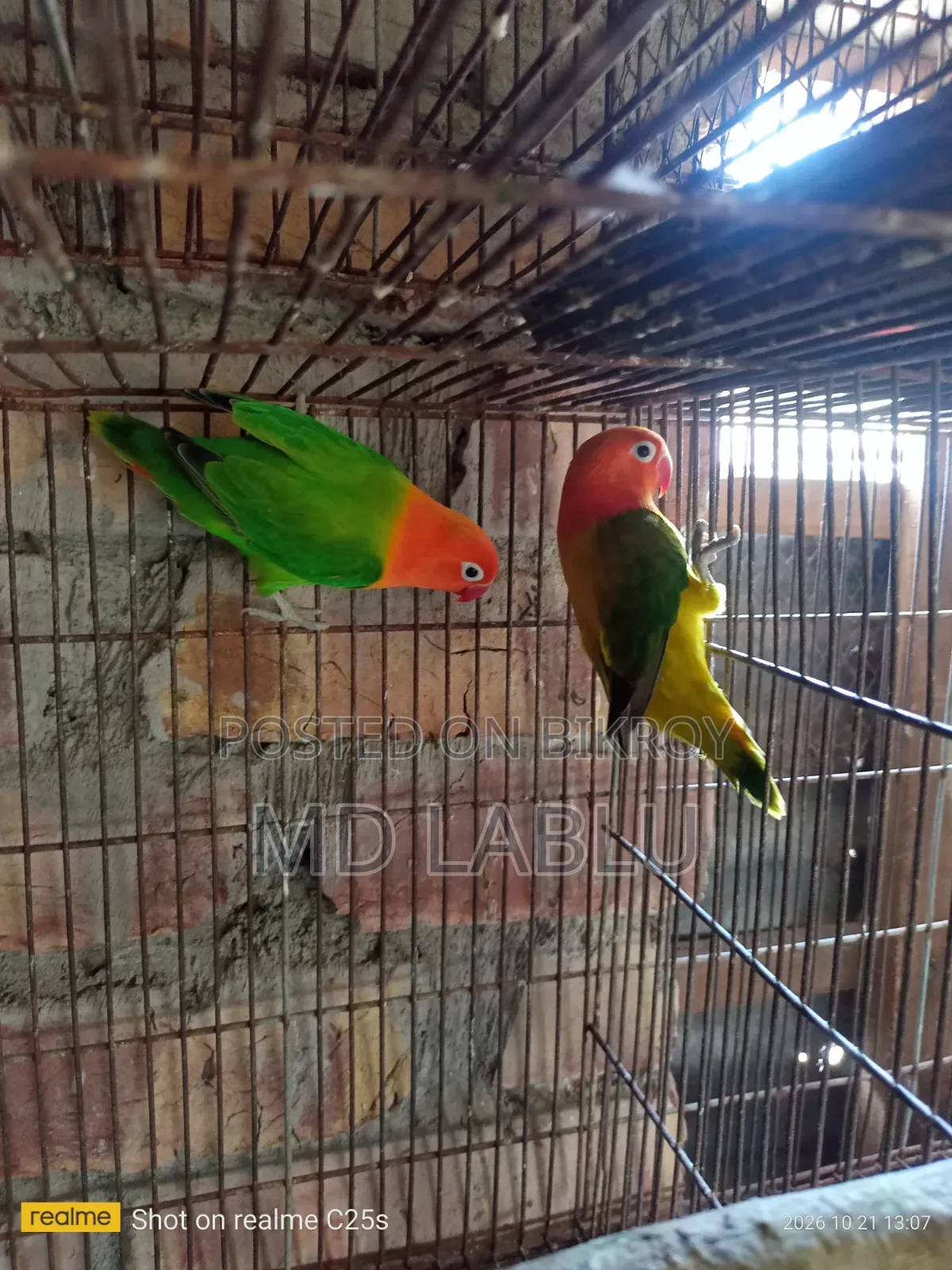 Running Love Bird