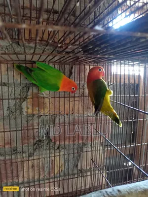 Running Love Bird
