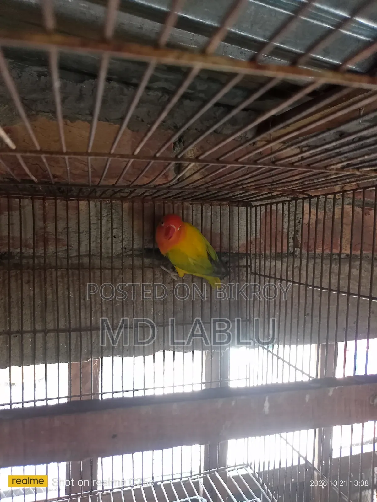 Running Love Bird