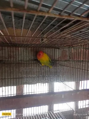 Running Love Bird