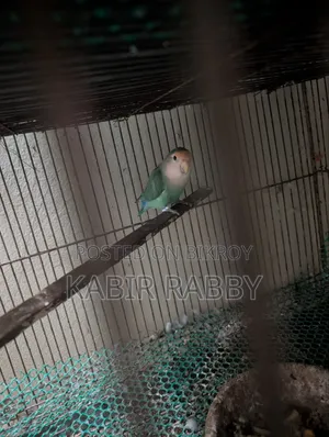 Rainbow Lori 2 Pcs Breeding Male .... Love Bird Breeding Male