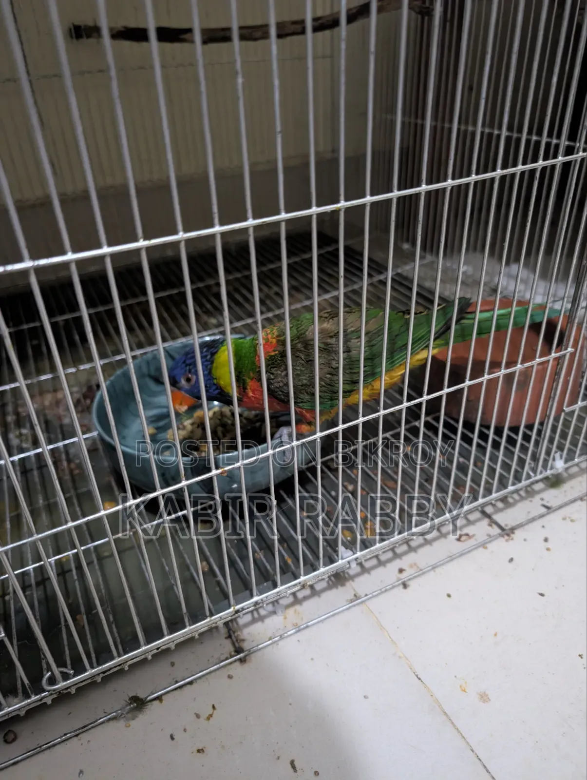 Rainbow Lori 2 Pcs Breeding Male .... Love Bird Breeding Male