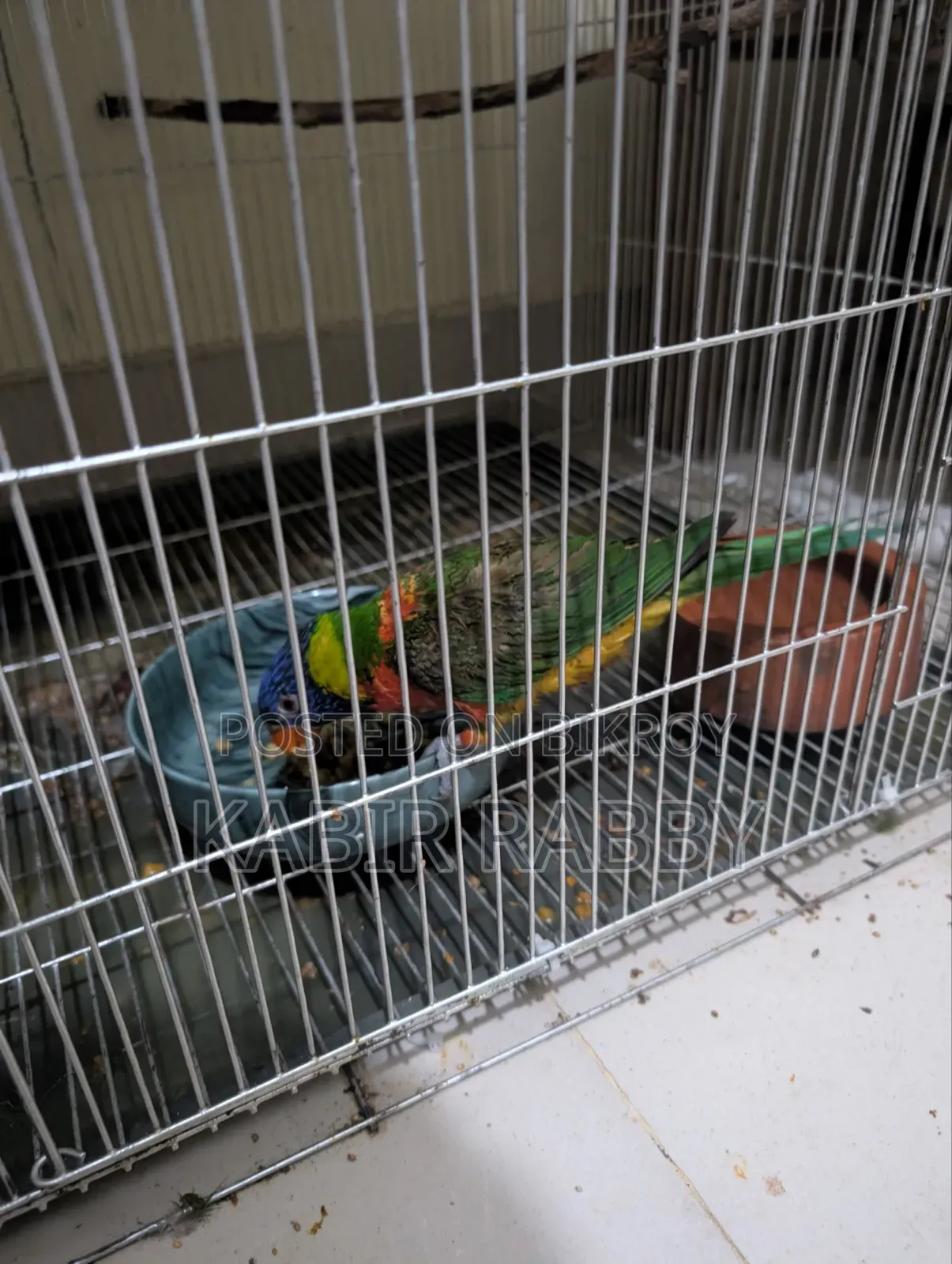 Rainbow Lori 2 Pcs Breeding Male .... Love Bird Breeding Male