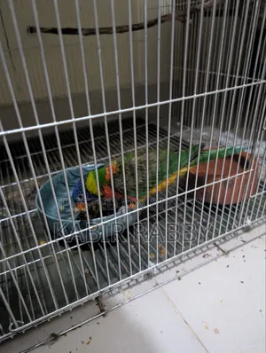 Rainbow Lori 2 Pcs Breeding Male .... Love Bird Breeding Male