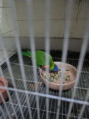Rainbow Lori 2 Pcs Breeding Male .... Love Bird Breeding Male