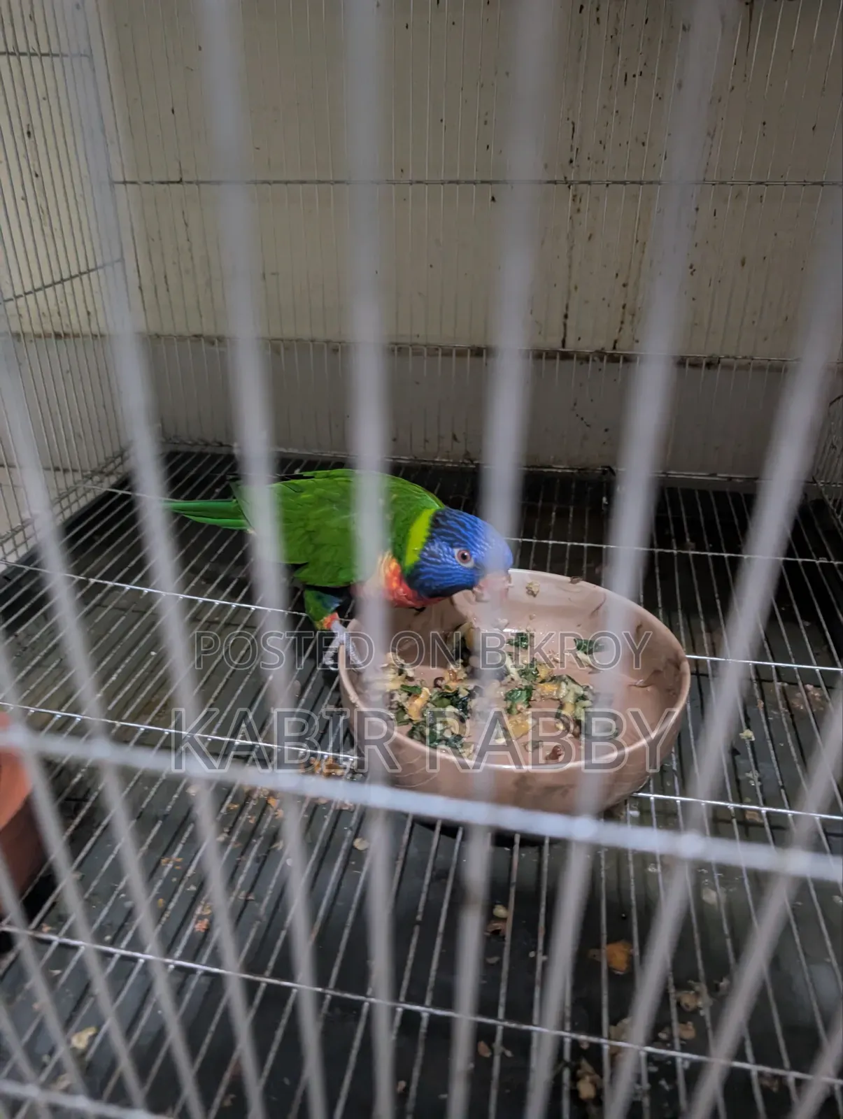 Rainbow Lori 2 Pcs Breeding Male .... Love Bird Breeding Male