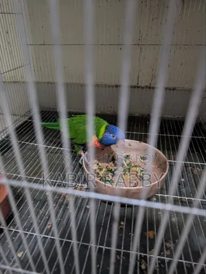 Rainbow Lori 2 Pcs Breeding Male .... Love Bird Breeding Male