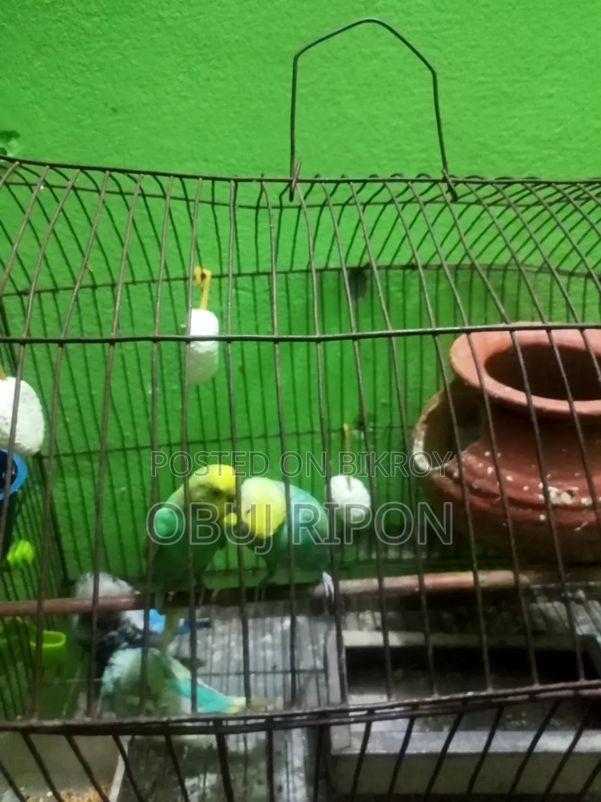Budgerigar birds four chicks total six
