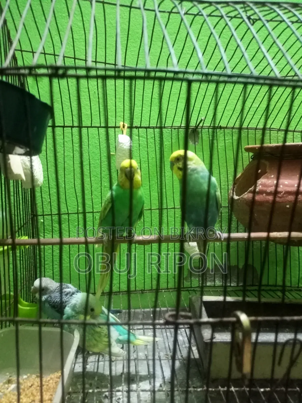 Budgerigar birds four chicks total six