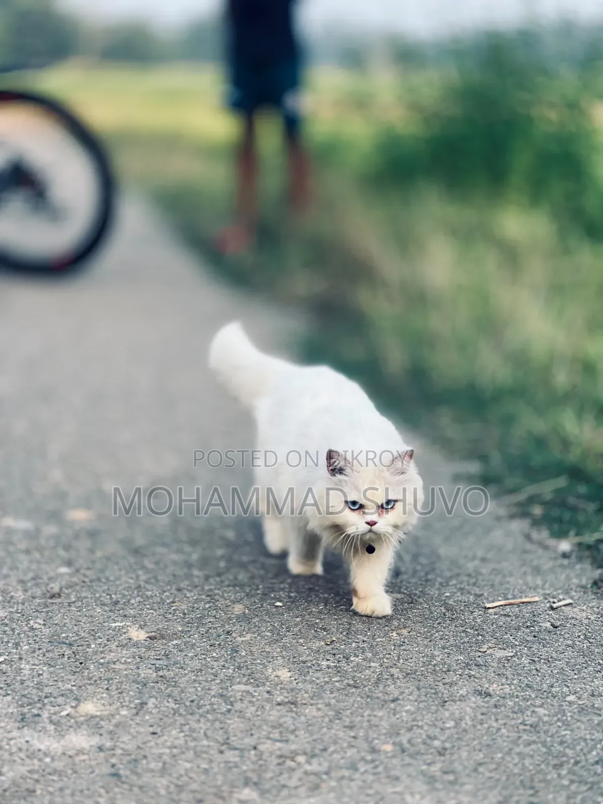 6-12 Months Male Purebred Persian