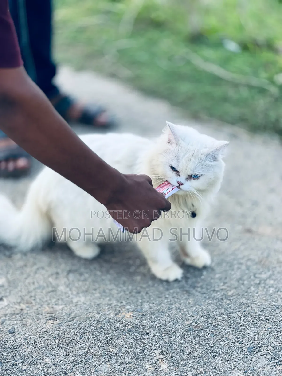 6-12 Months Male Purebred Persian