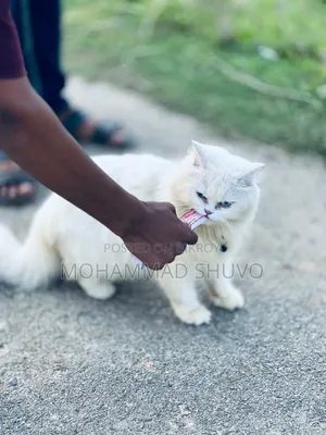 6-12 Months Male Purebred Persian
