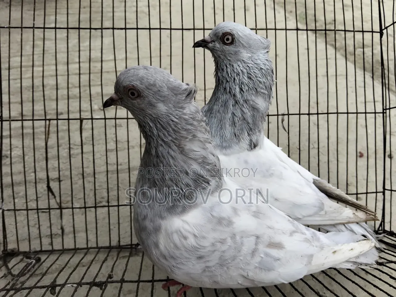 Khaki Running Pair