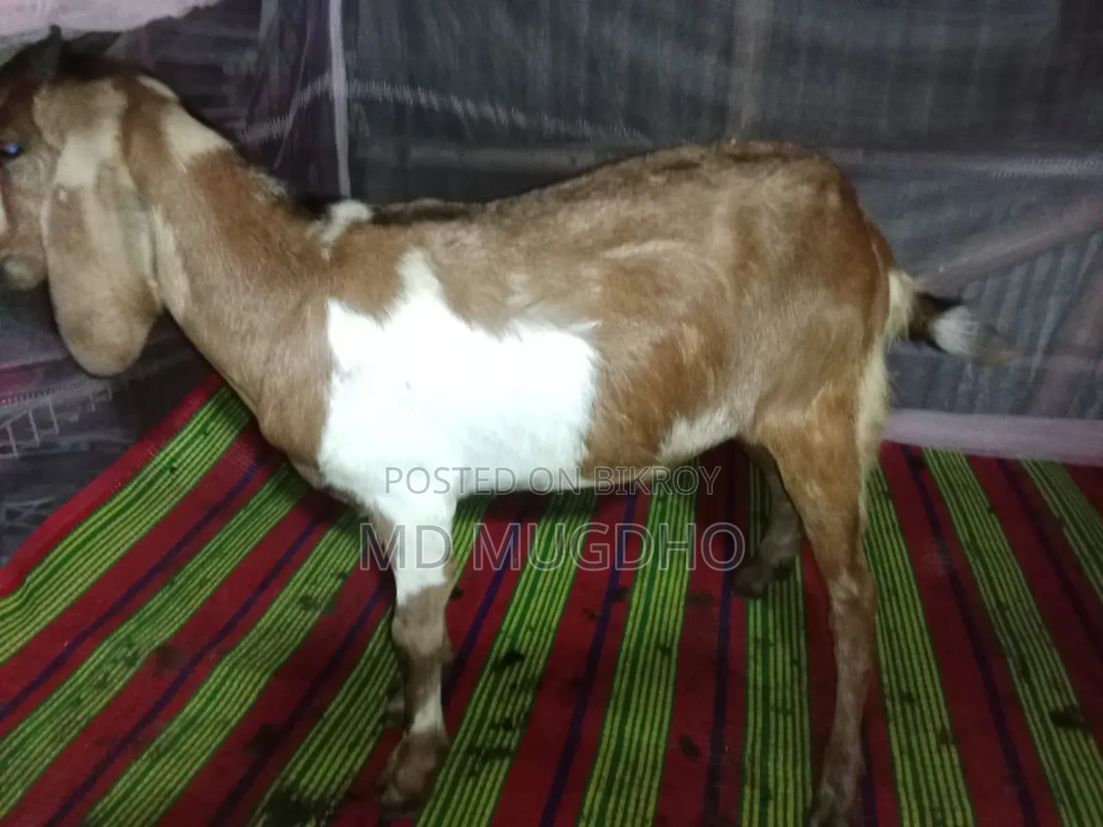 খাসি বিক্রয়