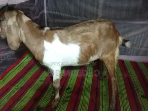 খাসি বিক্রয়