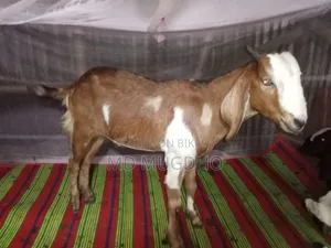 খাসি বিক্রয়