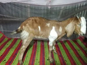 খাসি বিক্রয়