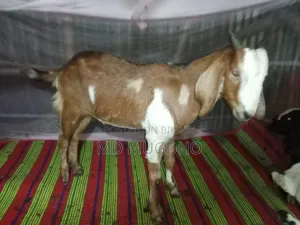 খাসি বিক্রয়