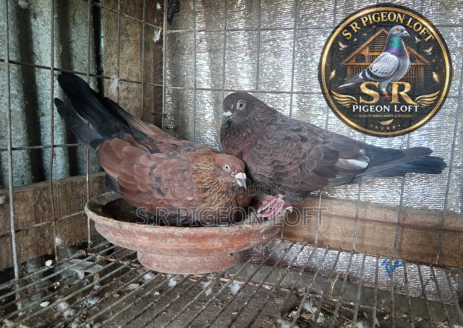 A pair of running Chila pigeons