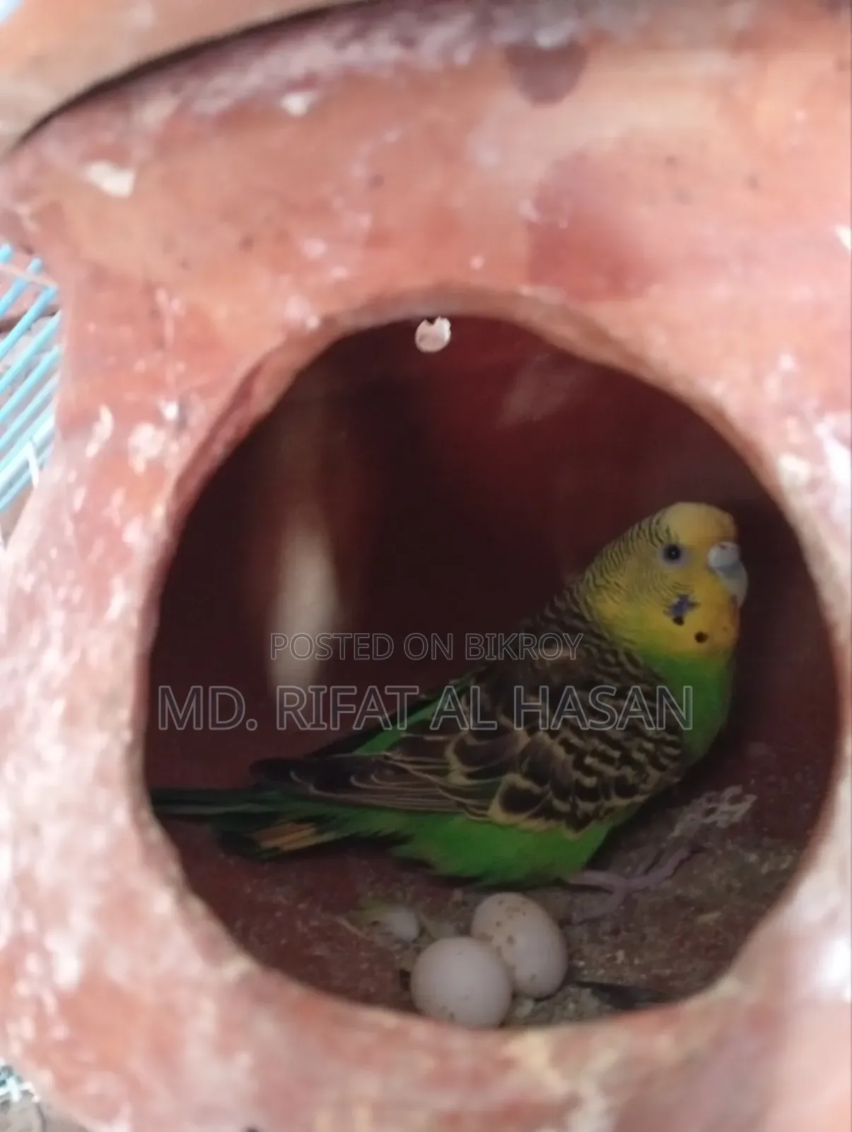 রানিং বাজরিকার জোড়া