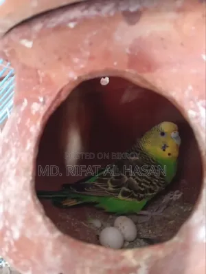রানিং বাজরিকার জোড়া