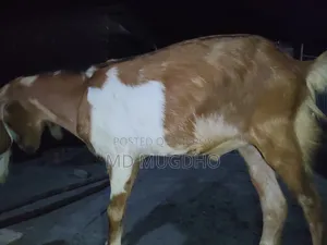 খাসি বিক্রয়