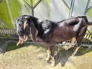 ছাগল বিক্রয়