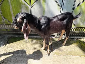 ছাগল বিক্রয়